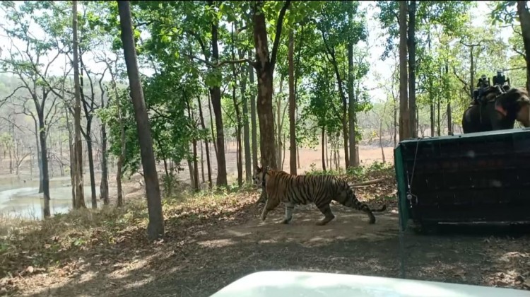 a tiger and tigress brought from satpura and bandhavgarh