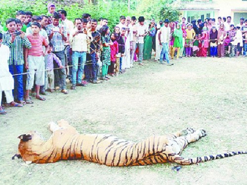 bijnor, tiger attack, murder