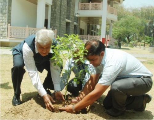 governor planted camphor plant