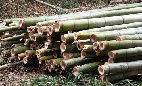export ban on bamboo charcoal lifted