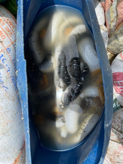 sea cucumber seized by coast guard