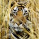 बिजनौर जिले पर भी नरभक्षी बाघ का साया