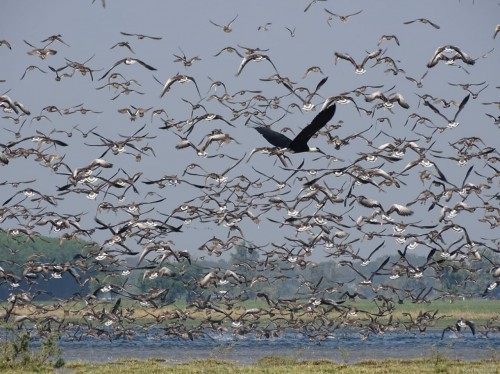 recognition of natural habitat of waterfowl birds as ramsar sites