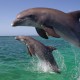 राष्ट्रीय डॉल्फिन दिवस 5 अक्टूबर को मनाएंगे