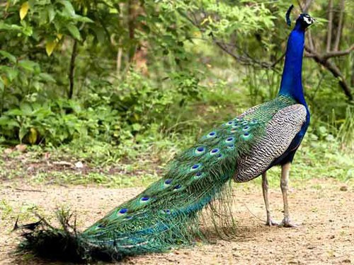 मोर-peacock