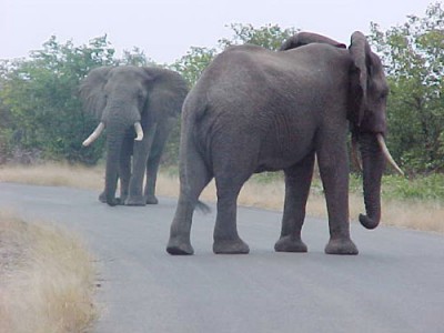हाथी-Elephant