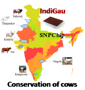 animal chip 'indigou' launched