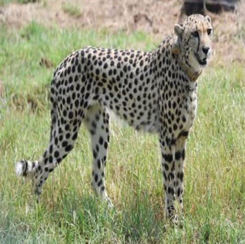 task force set up to monitor cheetahs