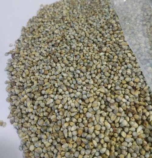 organic millet from uttarakhand exported to denmark