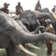 हाथी हमारा राष्ट्रीय विरासत पशु है-राष्ट्रपति