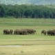 हाथियों के भोजन वितरण व्यवहार पर अध्ययन