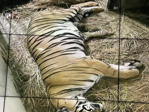 tiger cubs born in delhi zoo