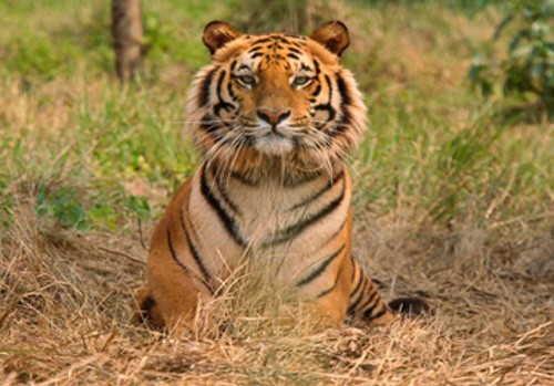 tiger in bandhavgarh national park