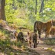 भारत में टाइगर रिज़र्व के मानदंड विकसित