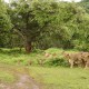 गुजरात में एशियाई शेरों का कुनबा बढ़ा!