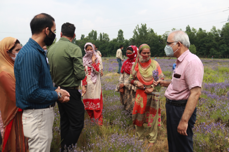 csir cultivation of lavender in pulwama