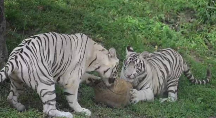 tiger cubs birthday celebrated in delhi zoo