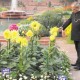 राष्ट्रपति भवन में मुगल गार्डेन का उद्यानोत्सव