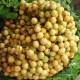 बर्मी अंगूर 'लैटिको' का दुबई में निर्यात