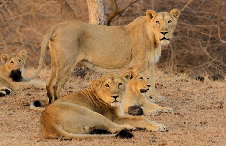 pm congratulates people passionate about conservation of lions