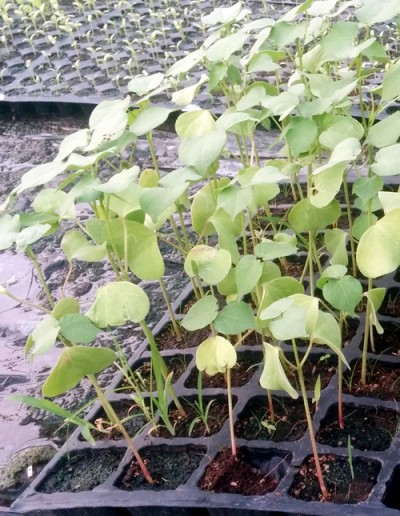 cotton seedlings