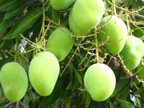 आम-mangoes